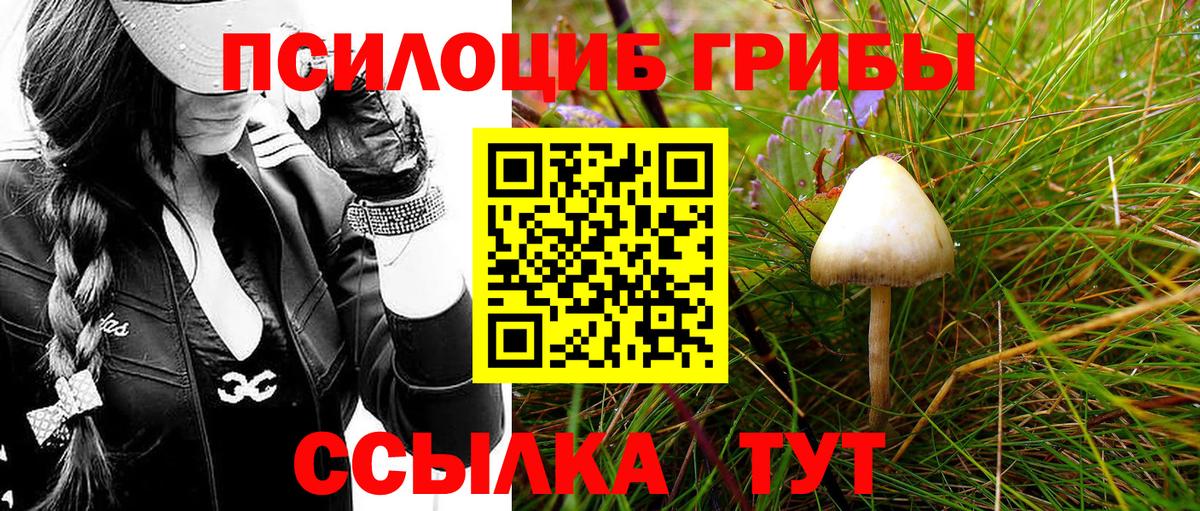 Псилоцибиновые грибы Psilocybine cubensis Вязники